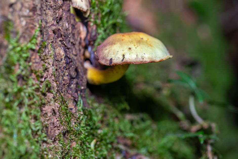 when is fungal hyphae dangerous to your health