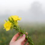 when to take evening primrose oil morning or night