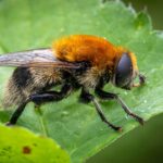where are botflies found and how do they find hosts