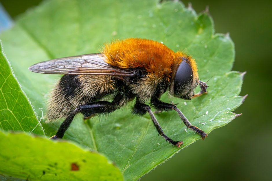 where are botflies found and how do they find hosts