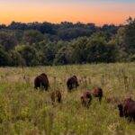 where does bison meat come from ranch to table