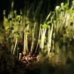why am i not growing causes of growth failure