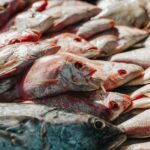 why are snappers called snapper its all in the bite