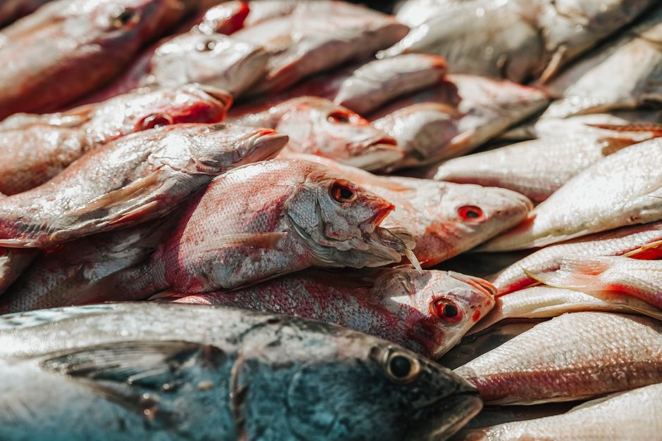 why are snappers called snapper its all in the bite