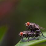 why do flies bite the science behind their need for blood