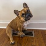why do frenchies have seizures causes and treatment