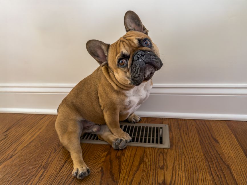 why do frenchies have seizures causes and treatment