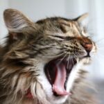 why do i always yawn when i talk to my boyfriend