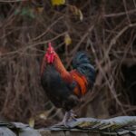 why do roosters crow all day and how to stop it
