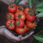 why do tomatoes make my stomach hurt