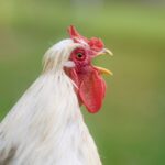 why do we call it chicken pox