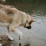 why does rabies cause hydrophobia fear of water