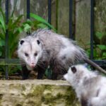 why dont opossums get rabies the biological reasons