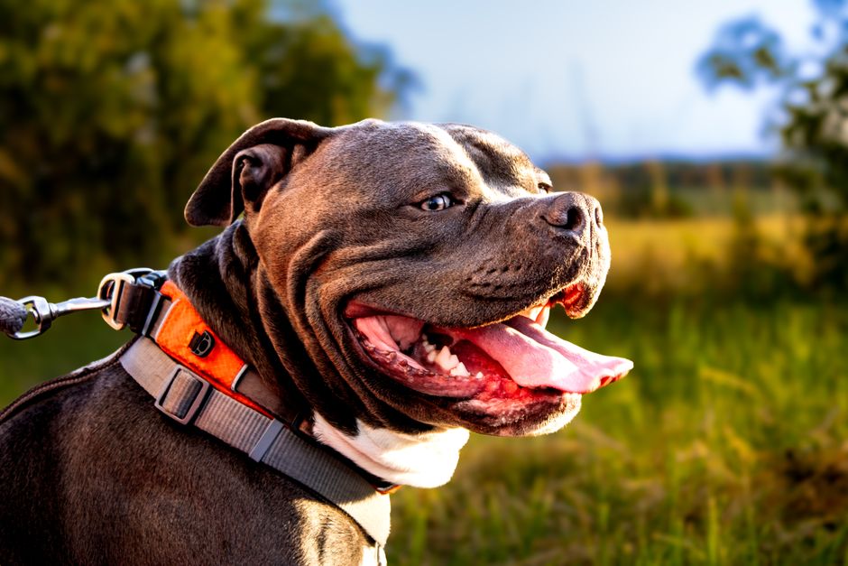 why is my american bully losing hair 8 causes