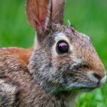 why is my bunny shaking his head causes when to worry