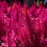 why is my celosia losing color