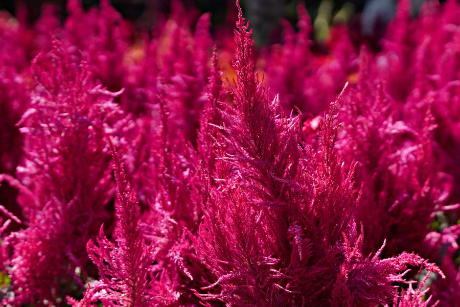 why is my celosia losing color