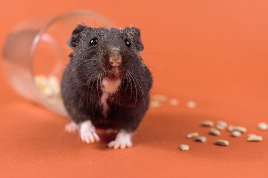 why is my hamster dragging his back legs suddenly