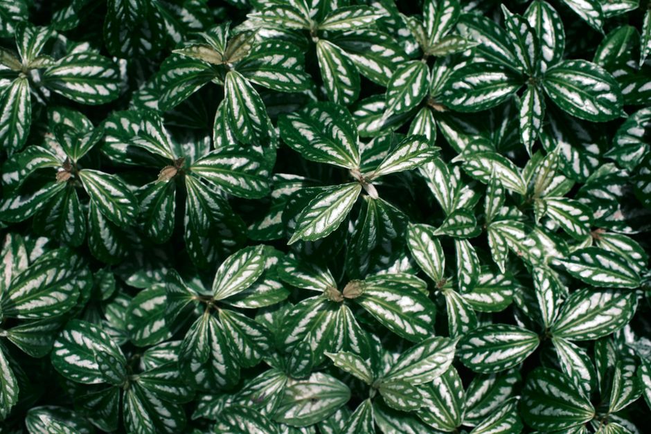 why is my peperomia stem turning black