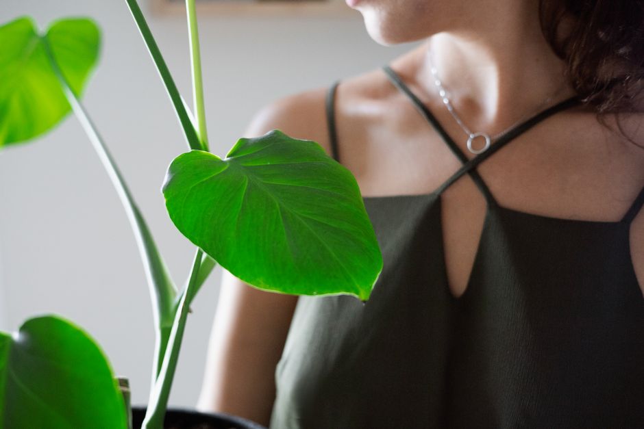 why is my philodendron falling over