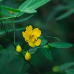 why take senna at night