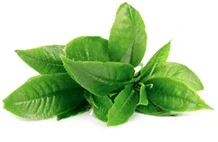 EGCG green tea extract ingredient