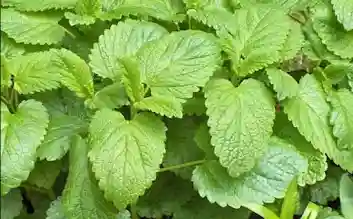 Lemon Balm Extract — Yu Sleep ingredient