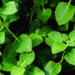 are bay leaves edible