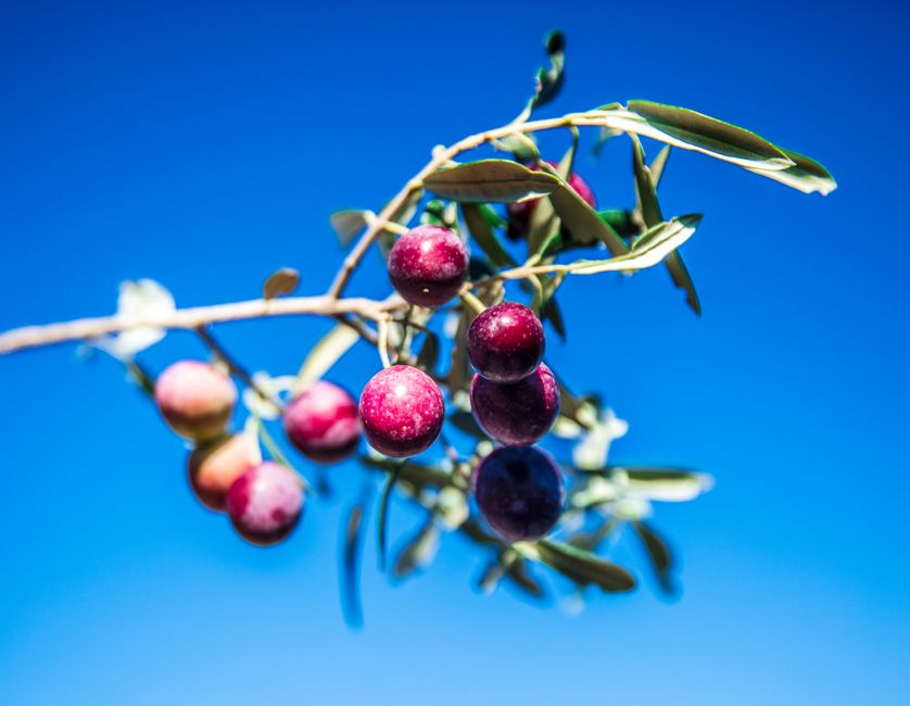 are black olives healthy for you