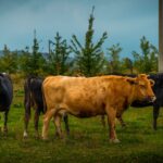 are cows only female