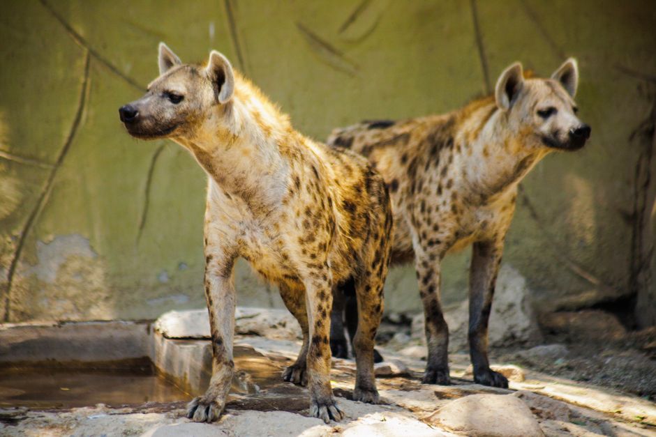 are hyenas actually mean the truth about their behavior