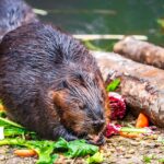 are platypuses poisonous the truth about their venom