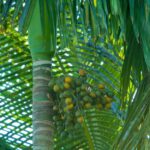 areca nut betel nut