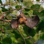 can bats spread rabies without biting the real risk