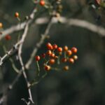can goathead thorns give you an infection