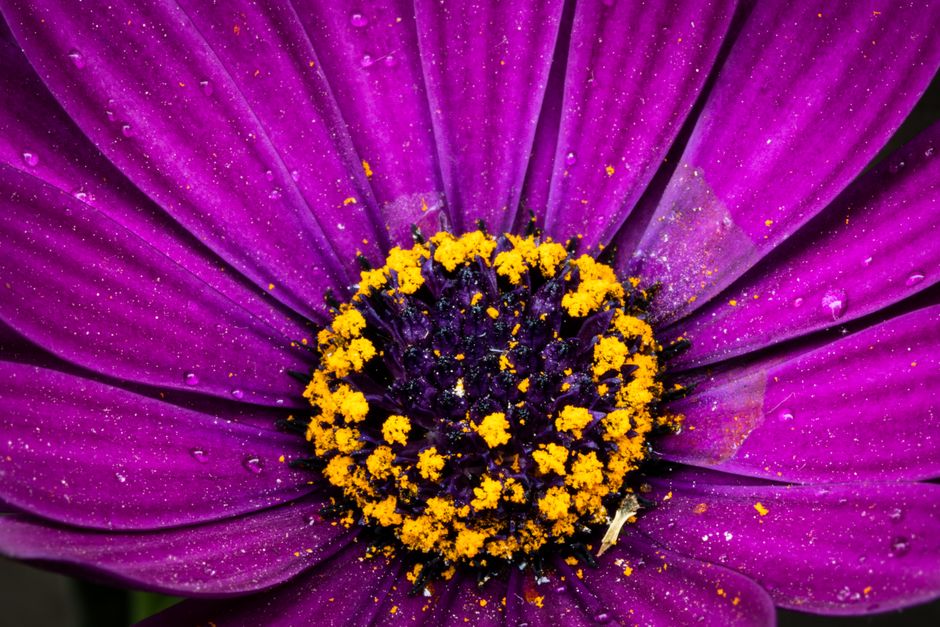 can pollen allergies cause itchy skin