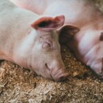 correct order of a swine's digestive tract