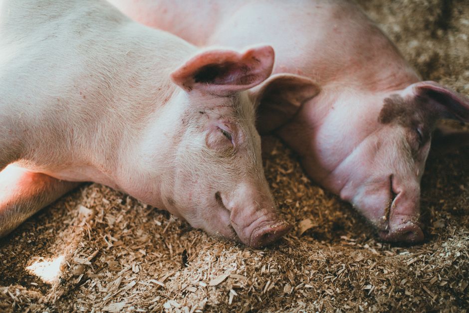 correct order of a swine's digestive tract