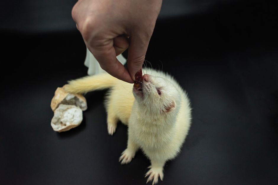 do ferrets attack humans bite risks explained