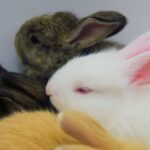 do rabbits sleep with their eyes open