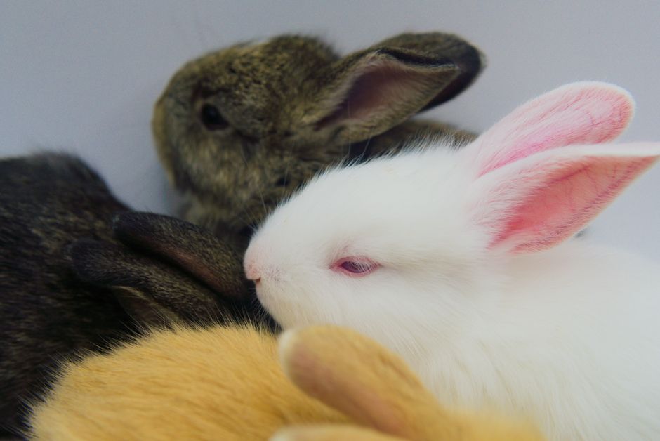 do rabbits sleep with their eyes open