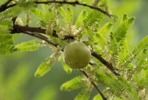 does amla powder darken hair what to expect