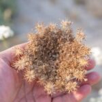 does carrot seed oil really lighten your skin