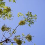 does neem oil kill sperm effectiveness and safety