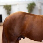 how big is a horse cock