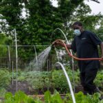 how do community gardens work structure benefits