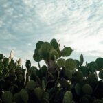 how do you prepare nopales