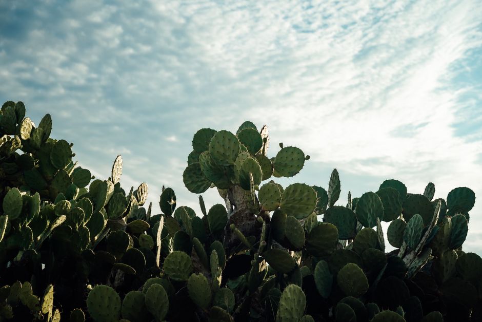 how do you prepare nopales