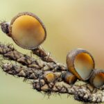 how lens fungus affects image quality and coatings