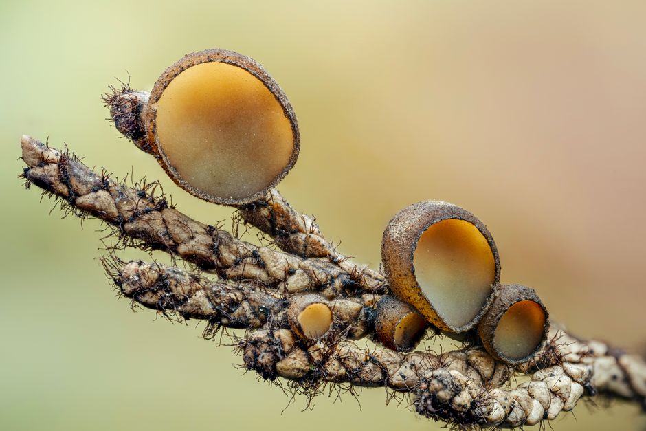 how lens fungus affects image quality and coatings